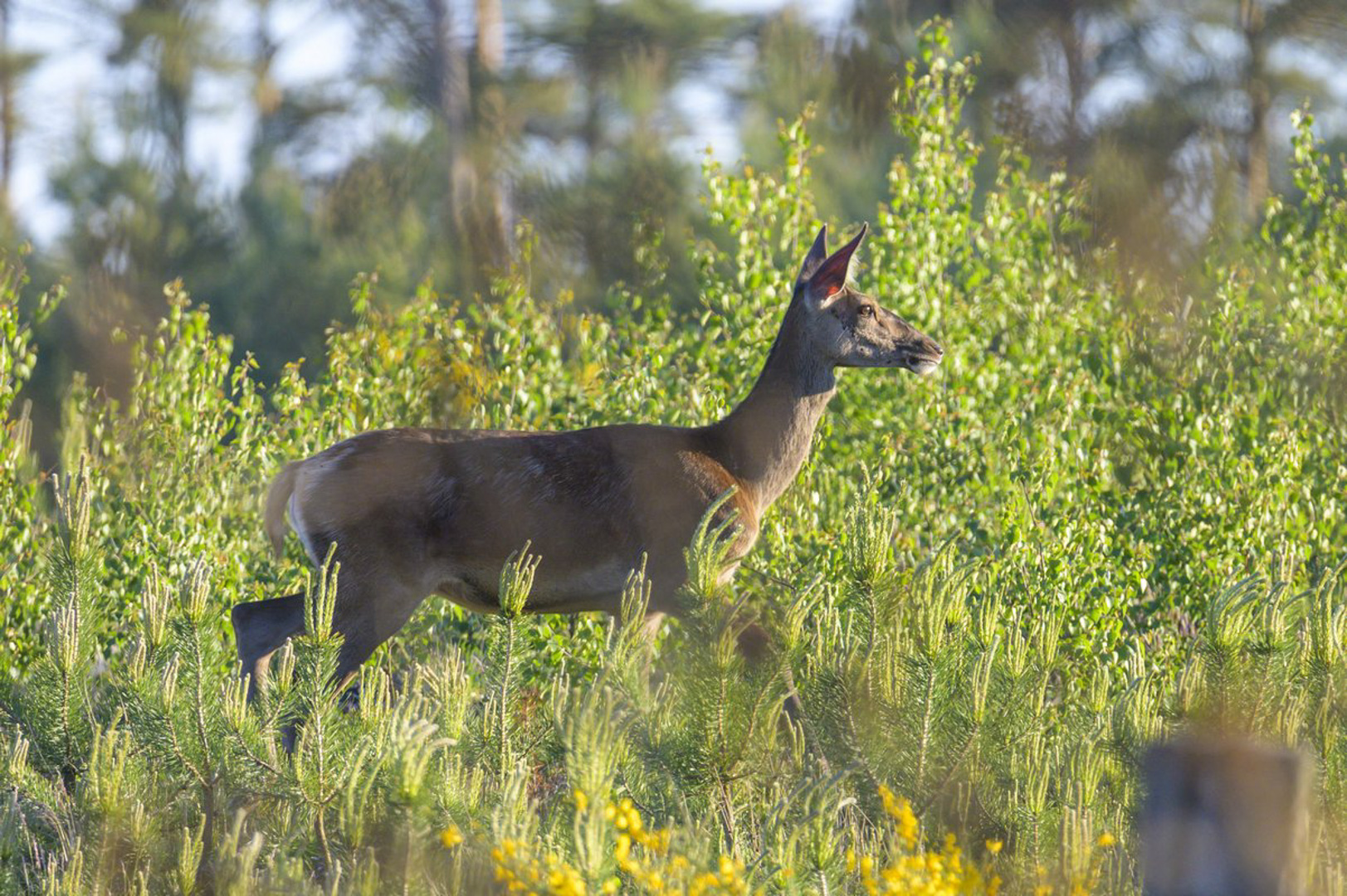 srebrny-klon-pensjonat-kaszuby-salon-8
